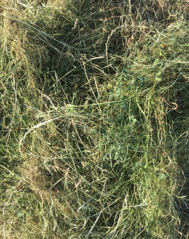 Pasture Hay Lucerne, Clover & Rye Grass 5x4 Bales Hay
